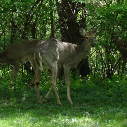 Wildlife on the grounds